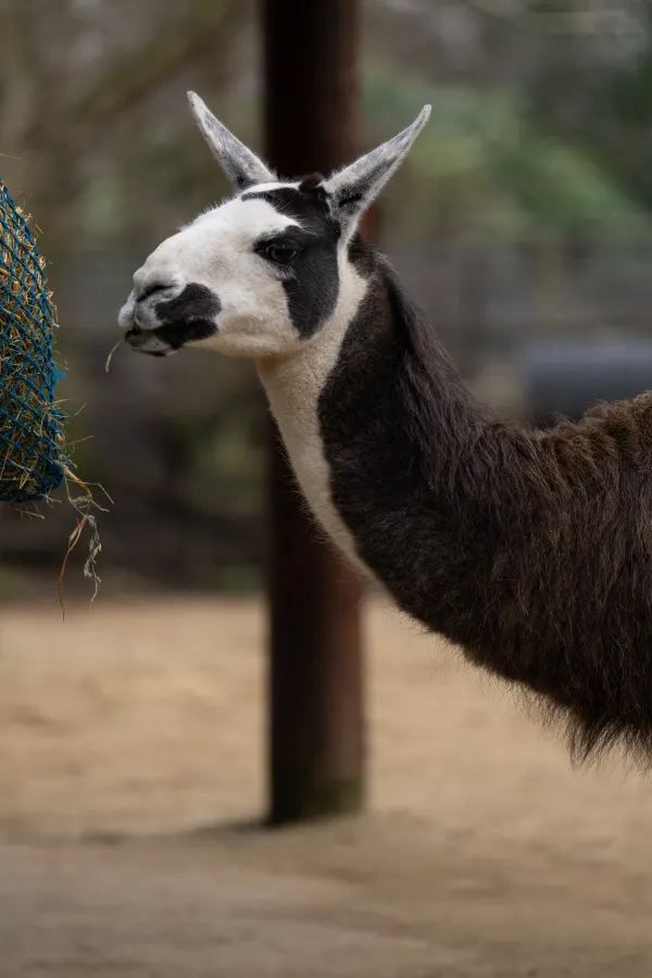 Explore the Wonders of London Zoo