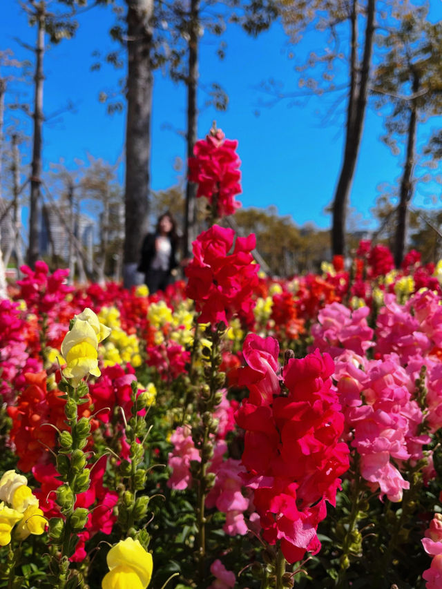 #珠海市花海長廊的絢麗風景