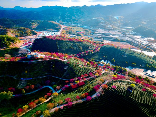 《國家地理》認證！福建頂流櫻花海