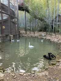 避坑指南：南山竹海門票交通防蚊全攻略，錯過會哭