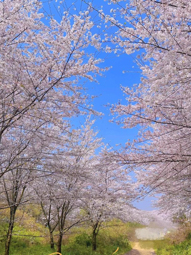 貴州平壩櫻花｜先說句真心話，貴州春天真的美