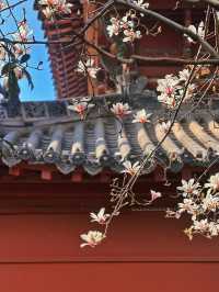 中式美學的極致，長春觀玉蘭花已開放！