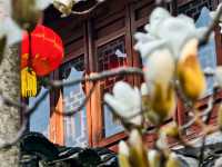 上海市花——白玉蘭