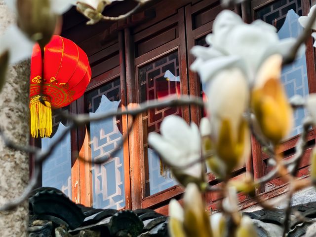 上海市花——白玉蘭