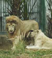 廣州動物園20元的快樂
