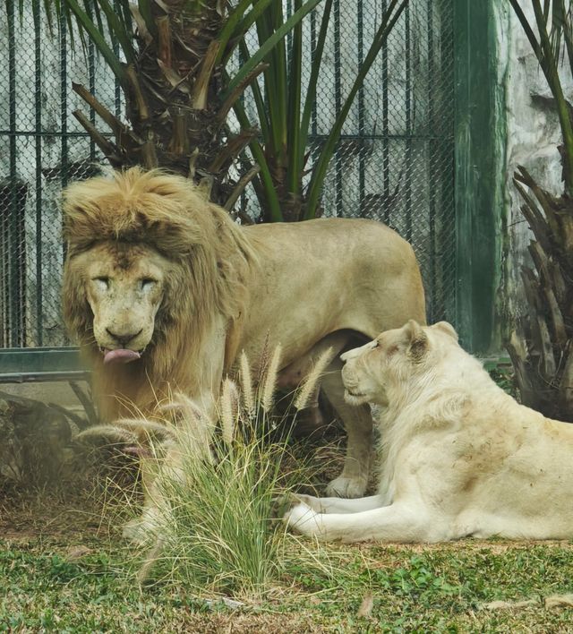 廣州動物園20元的快樂