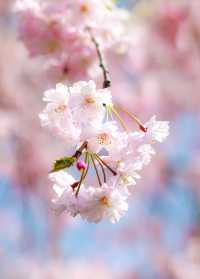 日本賞櫻期更新🌸別再做「櫻花難民」啦