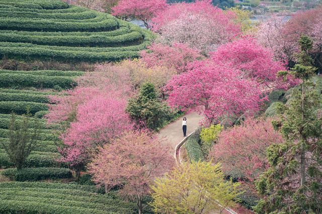 漳平永福櫻花園 | 福建的「櫻花小京都」