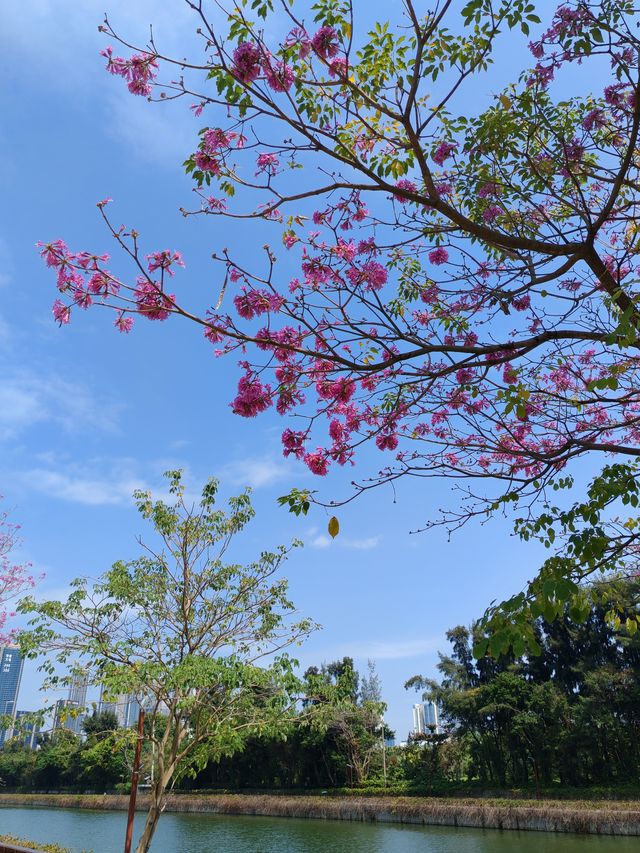 明媚如斯一一深圳街頭的春色