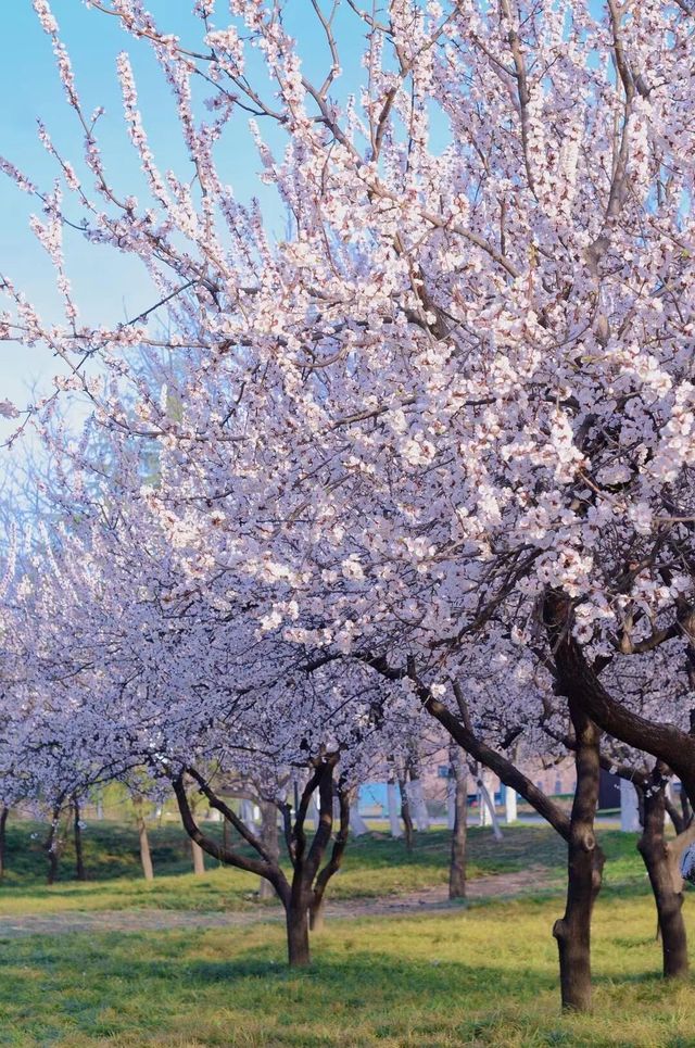 3月的西安，真的美瘋了！賞花時間地點速看