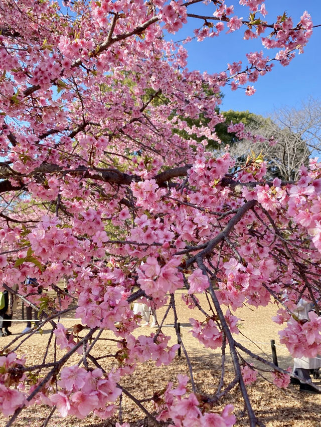 都市綠洲的櫻花盛宴