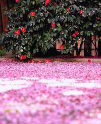 蔵前神社⛩️：春のミモザと桜の共演！