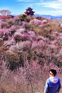 北京賞花新頂流預定！錯過等一年