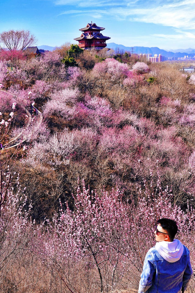 北京賞花新頂流預定！錯過等一年