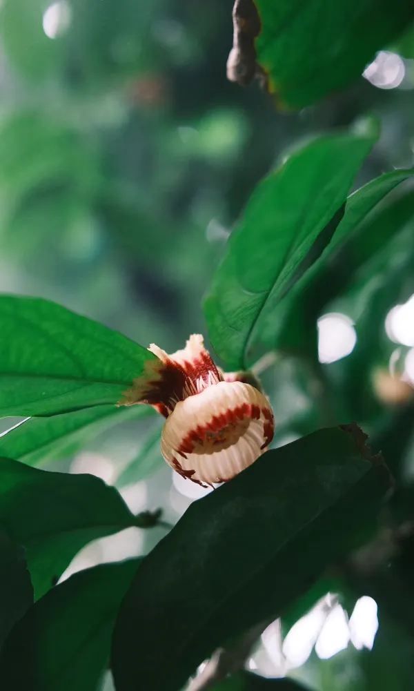 Kew Gardens Bloom Alert: Titan Arum and Monet's Water Lilies