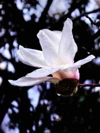 雨中的花兒，為初春的徐匯公園增添了幾分溫馨。