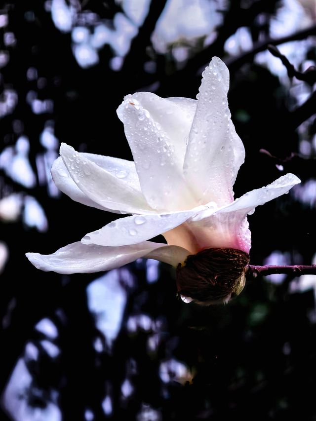 雨中的花兒，為初春的徐匯公園增添了幾分溫馨。