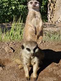 萊比錫動物園通關記！超大園區的瘋狂動物追蹤