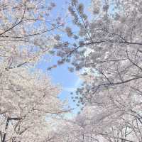上海限定🌸 虹口足球場的絕美早櫻，美到失語！