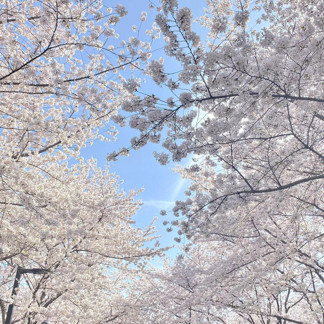 上海限定🌸 虹口足球場的絕美早櫻，美到失語！