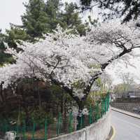 🌸南山公園 | 藏在塔下的浪漫花徑