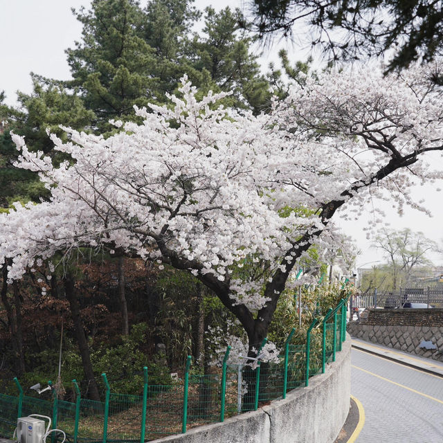 🌸南山公園 | 藏在塔下的浪漫花徑