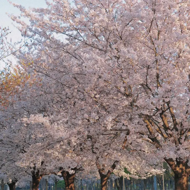 🇰🇷首爾|四月賞櫻天花板🌸서울숲🌸必去