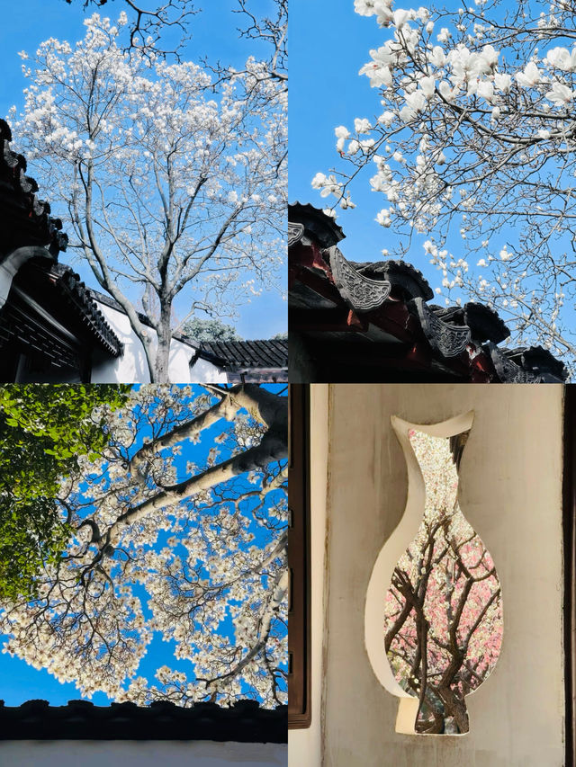 蘇州園林春色濃，玉蘭花開映翠湖。