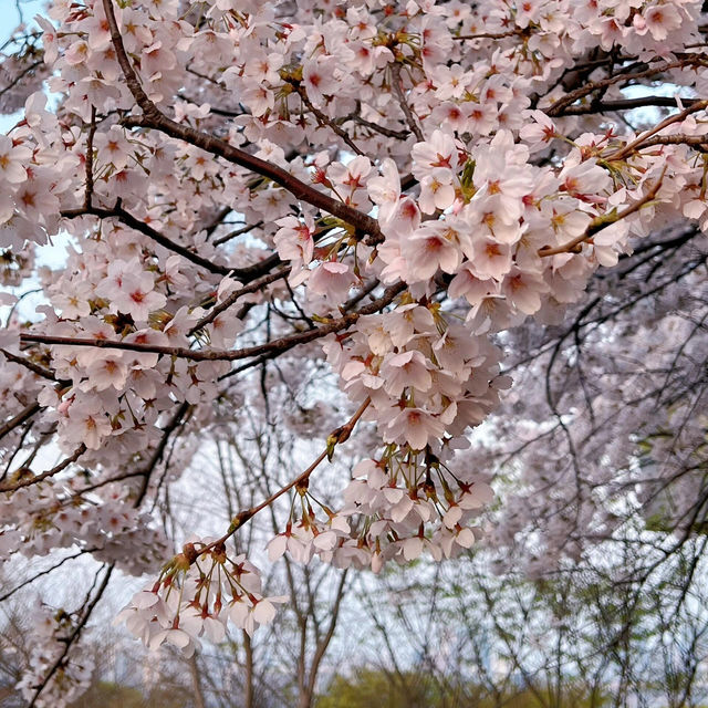 汝矣島櫻花 | 美到擋住行人去路啦😍