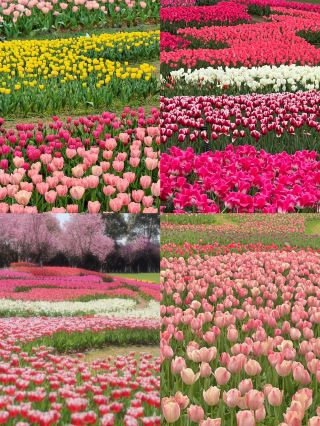 The Ultimate Guide to Spring Flower Viewing in Nanchang, with Route Recommendations!