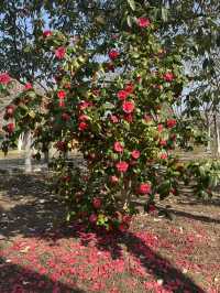 白塘公園：百花齊放