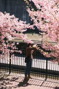 Discover the Cherry Blossom Sea in Kyoto with Direct Metro Access!