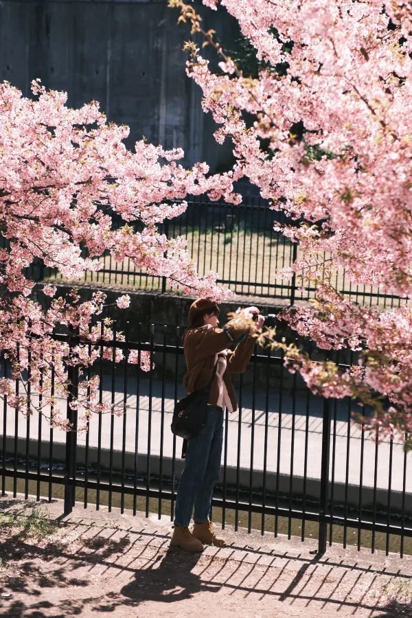 Discover the Cherry Blossom Sea in Kyoto with Direct Metro Access!