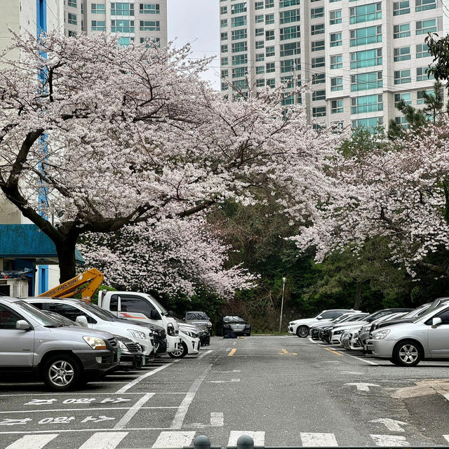 🇰🇷釜山的春天，只去這5個地方就夠了！