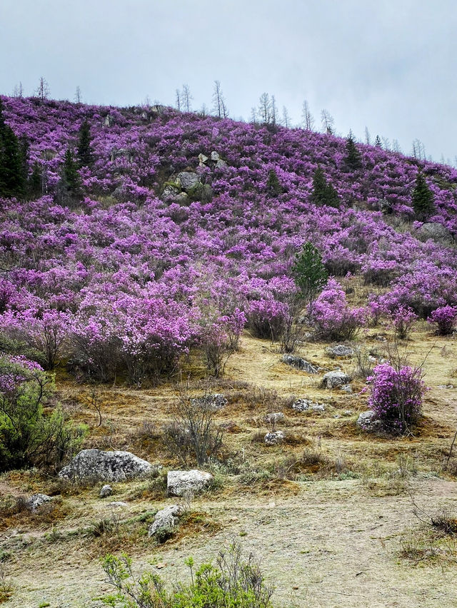 Purple mountains 