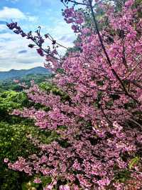 八重岳櫻舞，南國春光