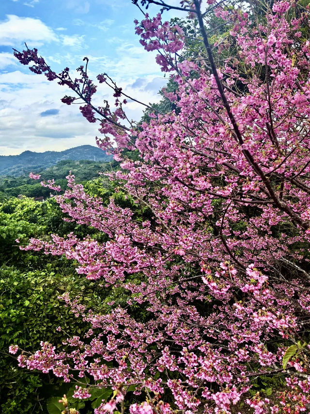 八重岳櫻舞，南國春光