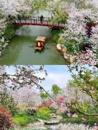 百畝櫻花