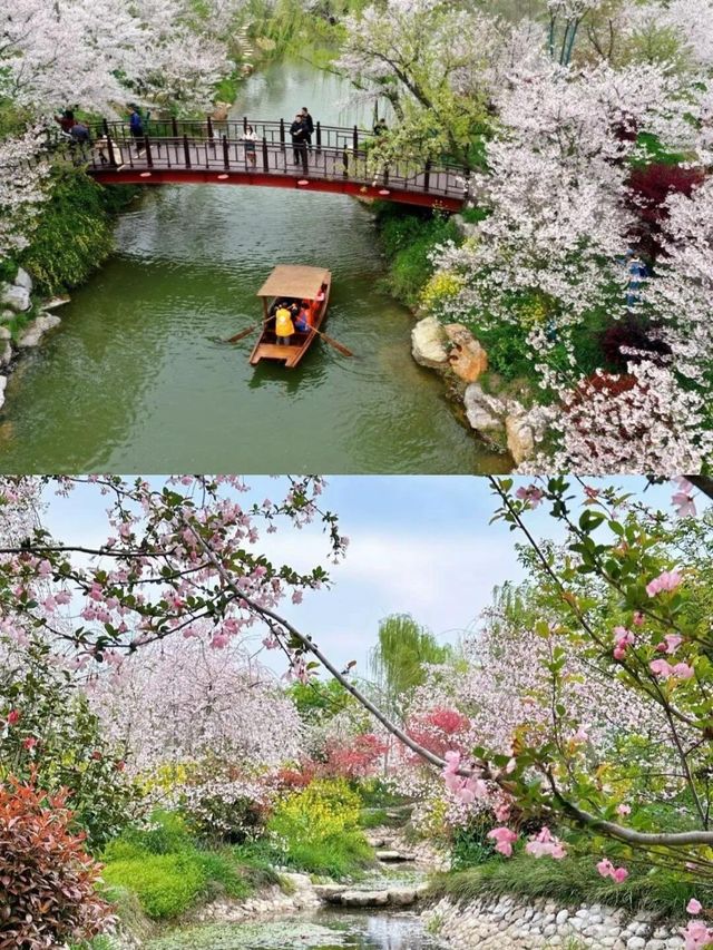 百畝櫻花