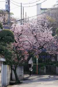 春分の日に花を楽しむ