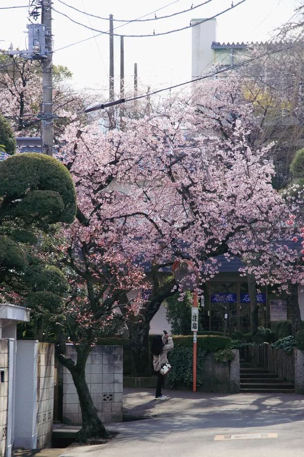 春分の日に花を楽しむ