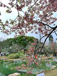 錫惠公園限定浪漫！春日賞櫻保姆級攻略