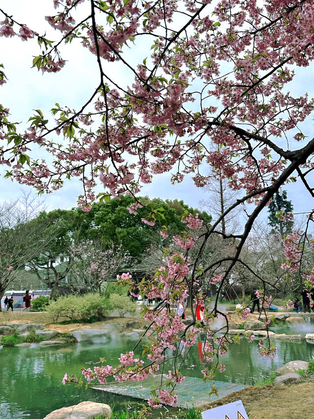 錫惠公園限定浪漫！春日賞櫻保姆級攻略