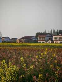 南縣羅文村旅遊｜呢一片五彩繽紛嘅油菜花係夢中嘅春天