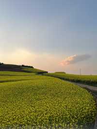 曲靖睇完油菜花之後嘅後勁太大喇！！其他已經唔啱睇