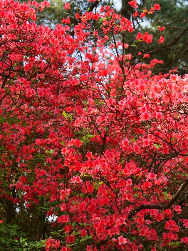 雲台山賞映山紅環線