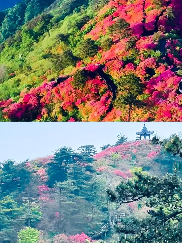 三日兩夜—鄂J黃岡