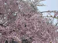 🌸2025弘前公園 | 日本頂流賞櫻天花板