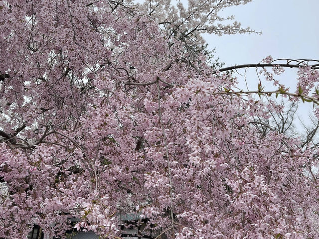 🌸2025弘前公園 | 日本頂流賞櫻天花板