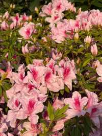 🌸夢幻般的花海在維多利亞公園等你🌼